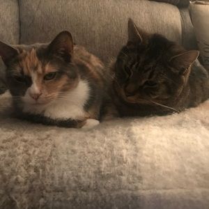 Meet your Posher, Meredith